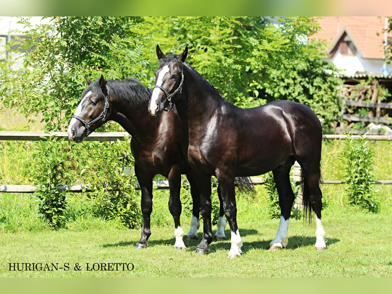 Silesian Stallion 2 years 16,1 hh Black in Kamnik