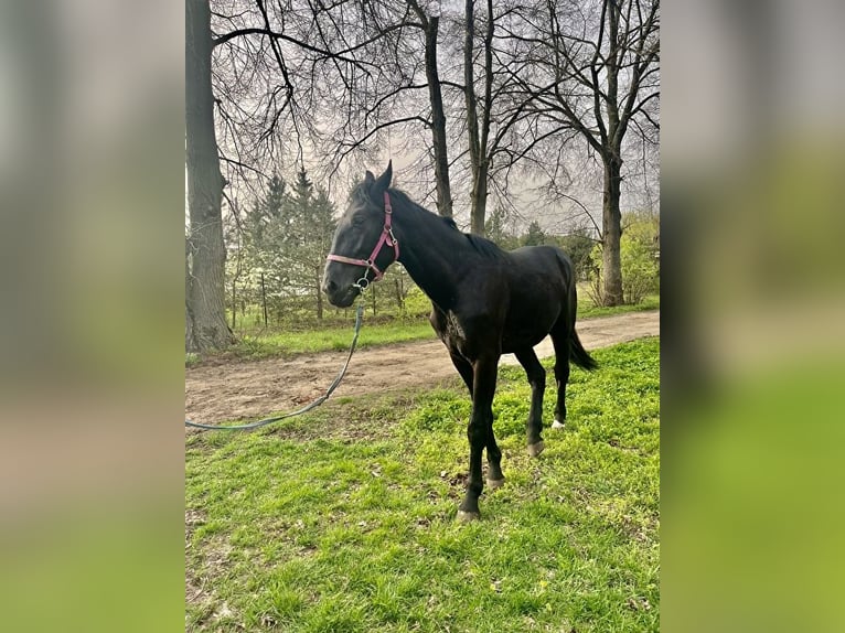 Silesian Stallion 2 years in Celestynów