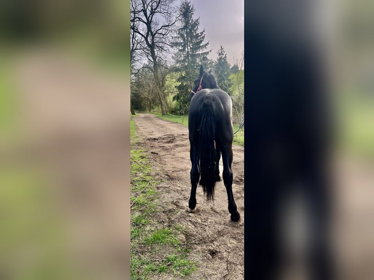 Silesian Stallion 2 years in Celestynów