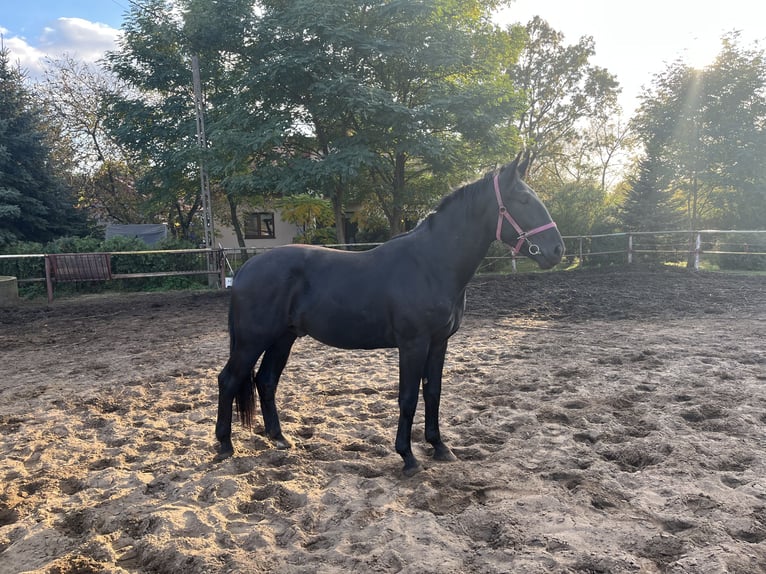 Silesian Stallion 2 years in Ozorków