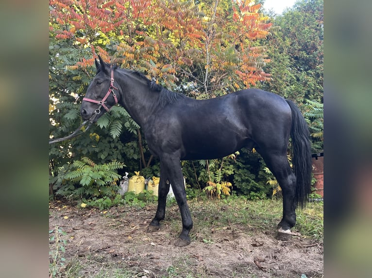 Silesian Stallion 2 years in Ozorków