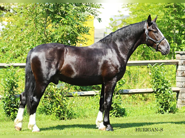 Silesian Stallion 3 years 16,1 hh Black in KAMNIK