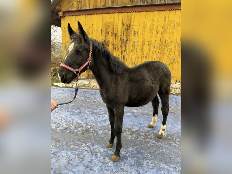 Silesian Stallion 3 years 16 hh Black in Konieczno