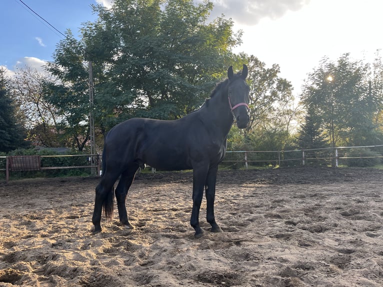 Silesian Stallion 3 years in Ozorków