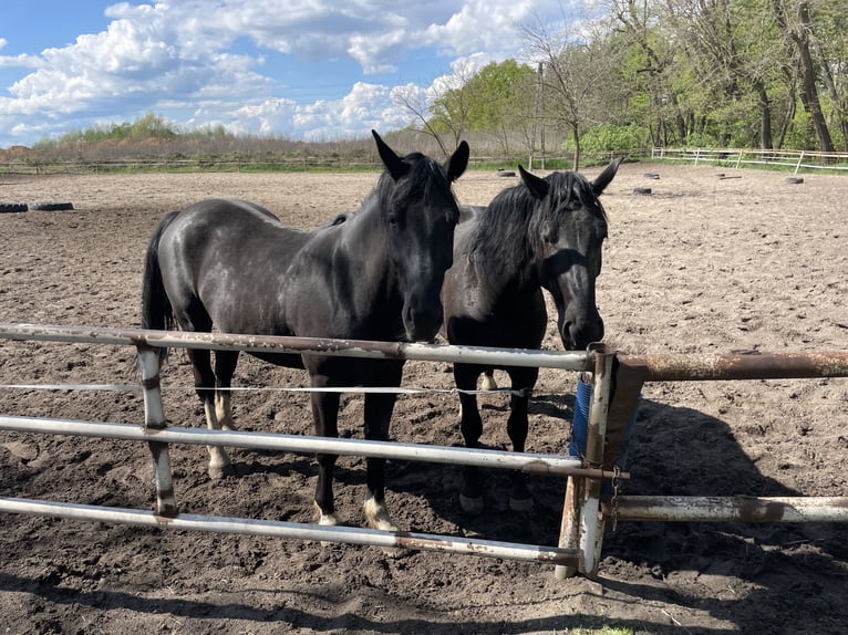 Silesian Mix Stallion 4 years 16,3 hh Black in &#x15A;migiel