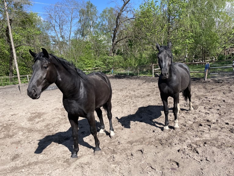Silesian Mix Stallion 4 years 16,3 hh Black in &#x15A;migiel