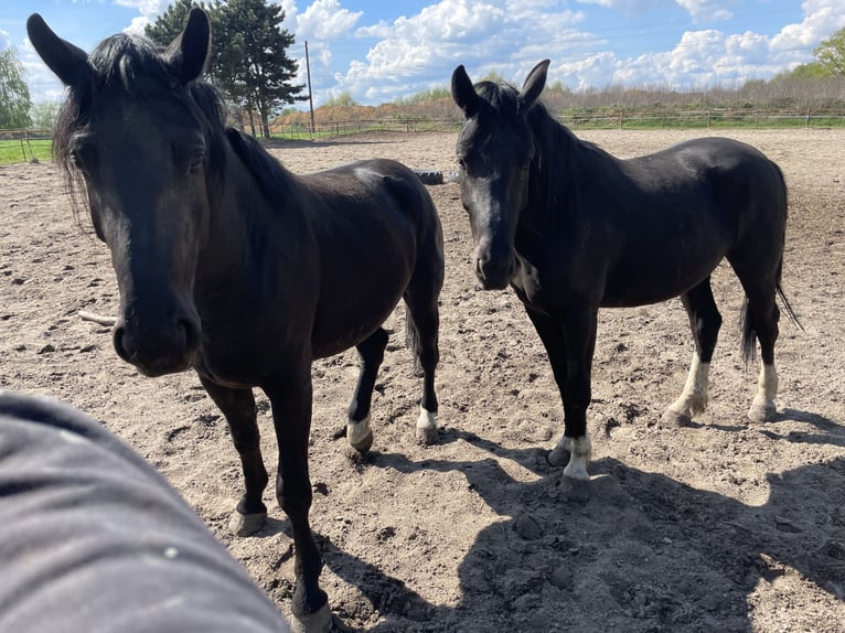 Silesian Mix Stallion 4 years 16,3 hh Black in &#x15A;migiel