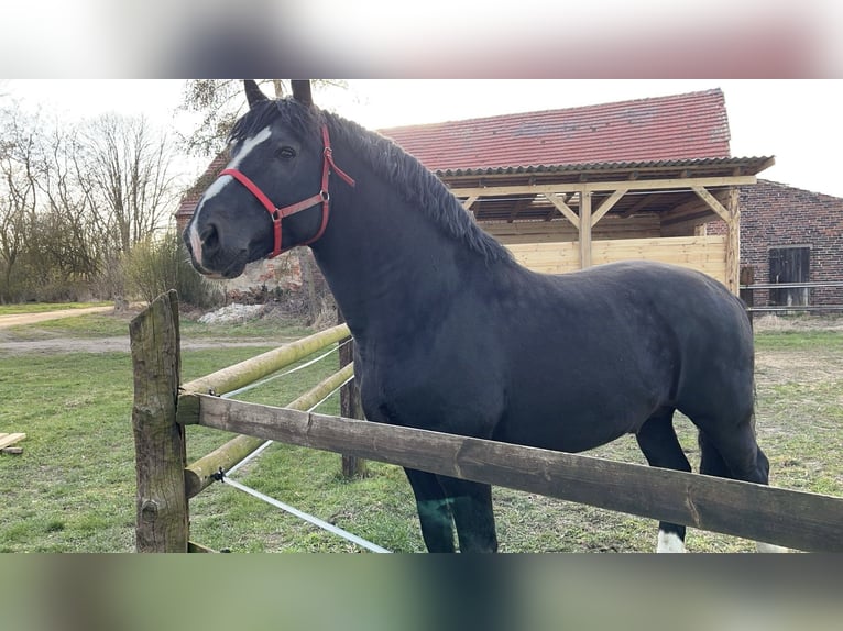 Silesian Stallion Black in Iłowa