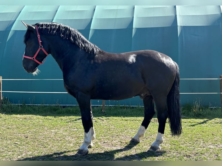 Silesian Stallion Black in Iłowa