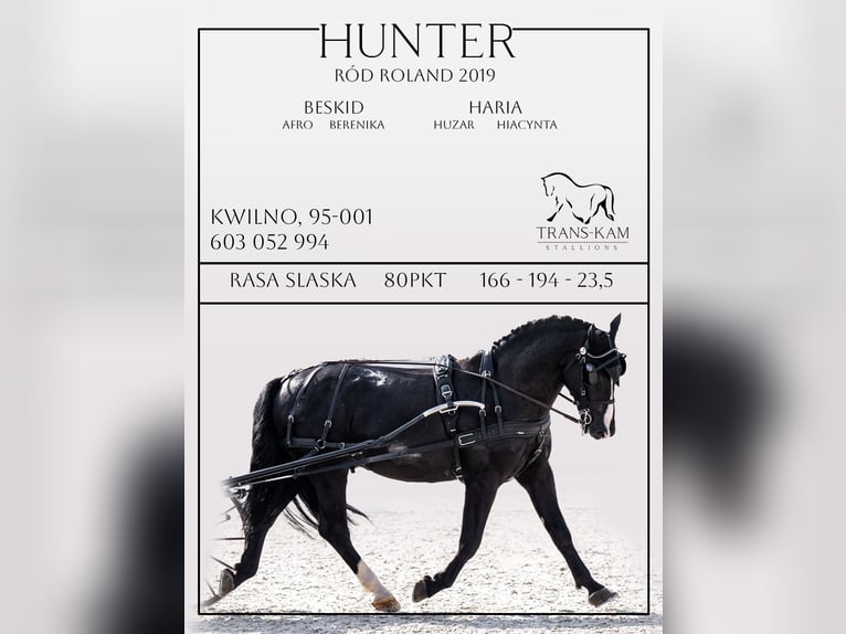 Silesian Stallion Black in Kwilno