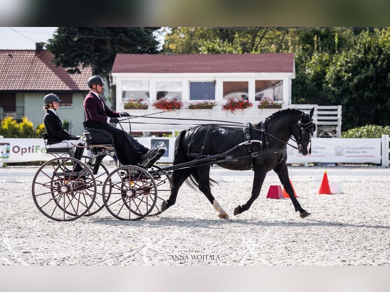 Silesian Stallion Black in Kwilno
