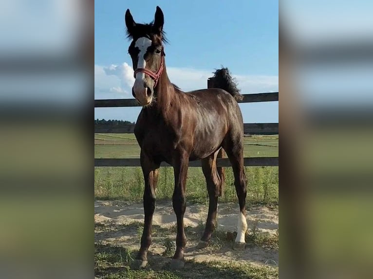 Silesian Stallion Foal (02/2024) 13,2 hh Smoky-Black in Florianów