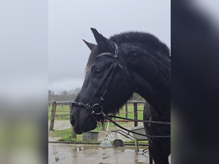 Silesiano Caballo castrado 10 años 165 cm Negro in M&#xFC;lheim an der Ruhr