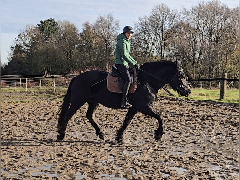 Silesiano Caballo castrado 10 años 165 cm Negro in M&#xFC;lheim an der Ruhr