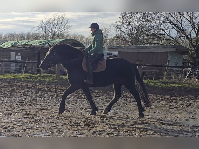 Silesiano Caballo castrado 10 años 165 cm Negro in M&#xFC;lheim an der Ruhr