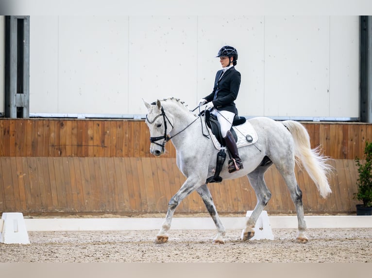 Silesiano Caballo castrado 10 años 174 cm Tordo in Ochaby Wielkie