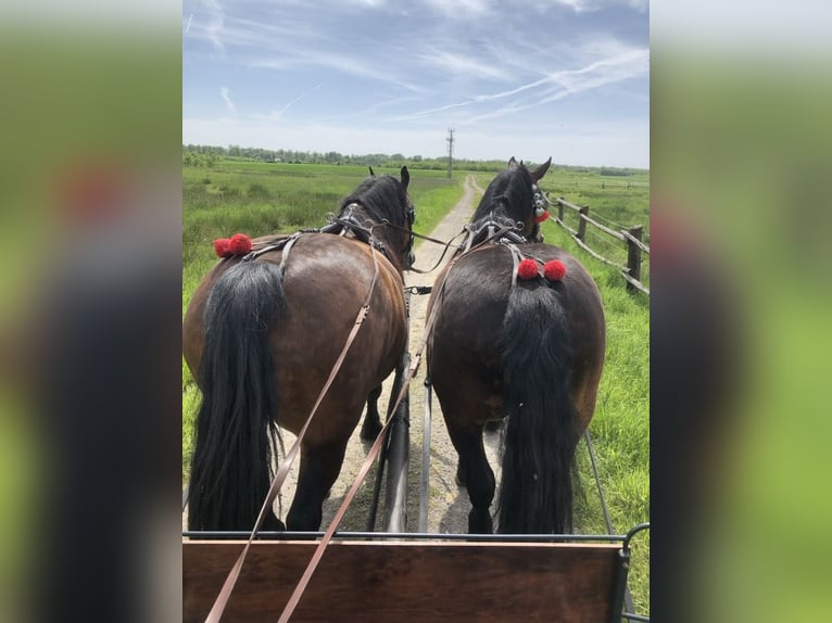 Silesiano Caballo castrado 10 años Castaño rojizo in Kłyżów