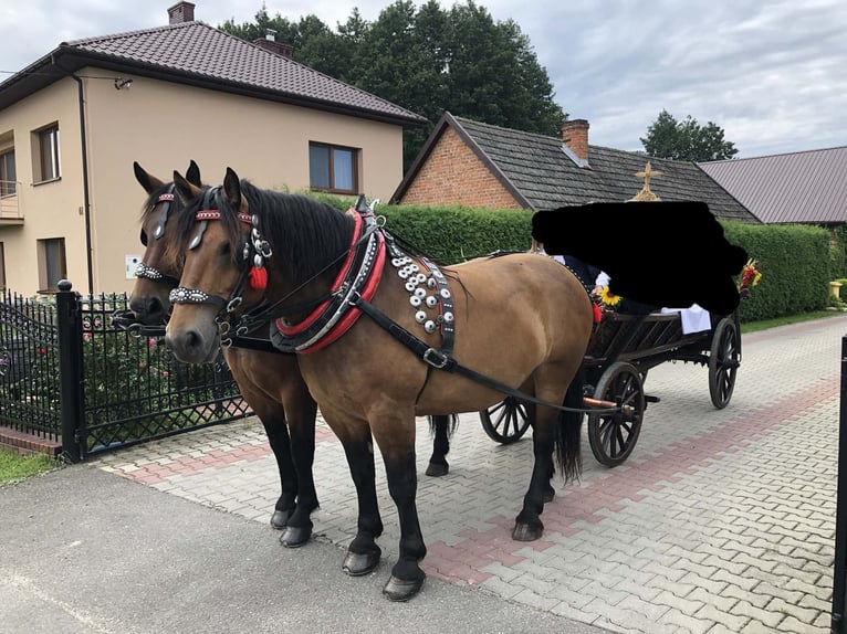 Silesiano Caballo castrado 10 años Castaño rojizo in Kłyżów