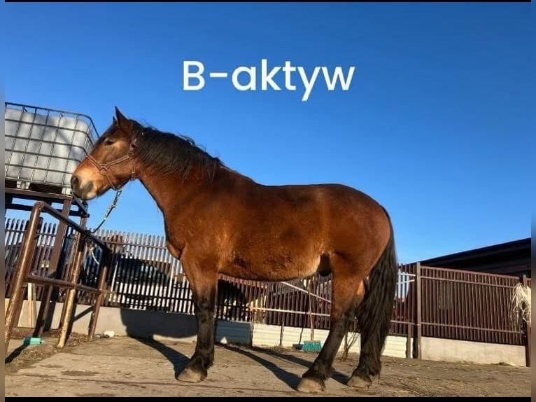 Silesiano Caballo castrado 10 años Castaño rojizo in Kłyżów