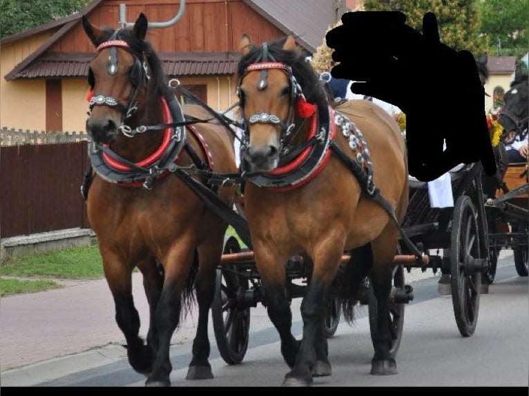 Silesiano Caballo castrado 10 años Castaño rojizo in Kłyżów