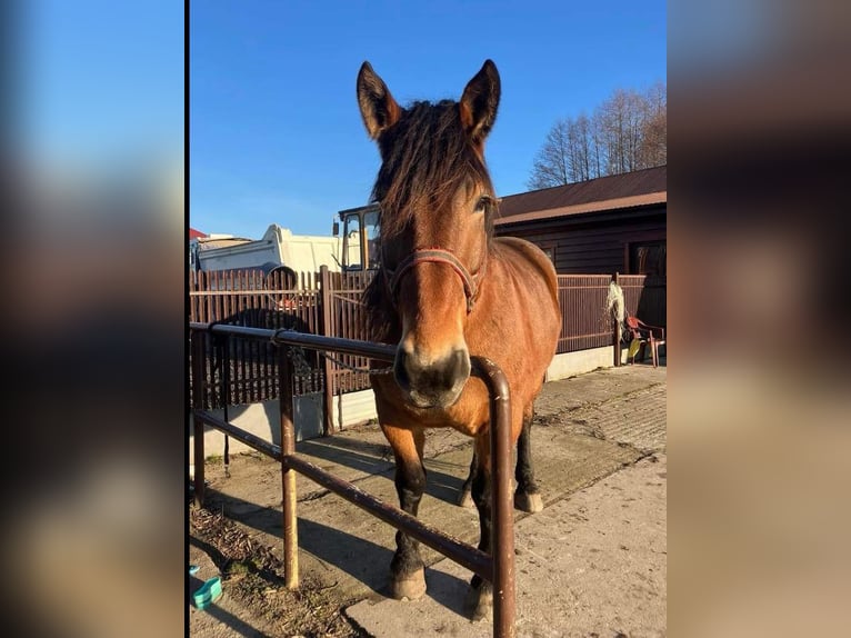 Silesiano Caballo castrado 10 años Castaño rojizo in Kłyżów