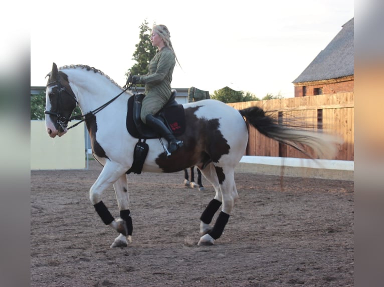 Silesiano Mestizo Caballo castrado 11 años 168 cm Pío in Schildow