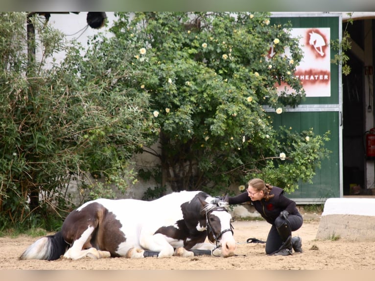 Silesiano Mestizo Caballo castrado 11 años 168 cm Pío in Schildow