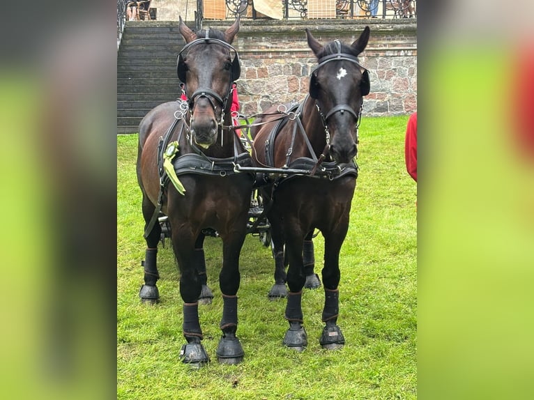 Silesiano Caballo castrado 11 años 170 cm Castaño in Thießen