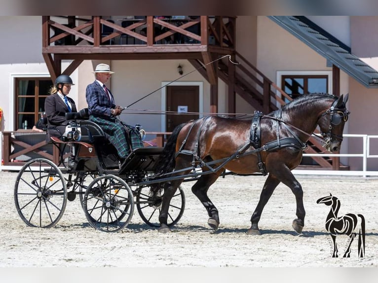 Silesiano Caballo castrado 11 años 170 cm Castaño in Thießen