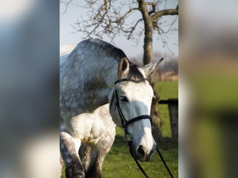 Silesiano Caballo castrado 12 años 173 cm Tordo rodado in Senden