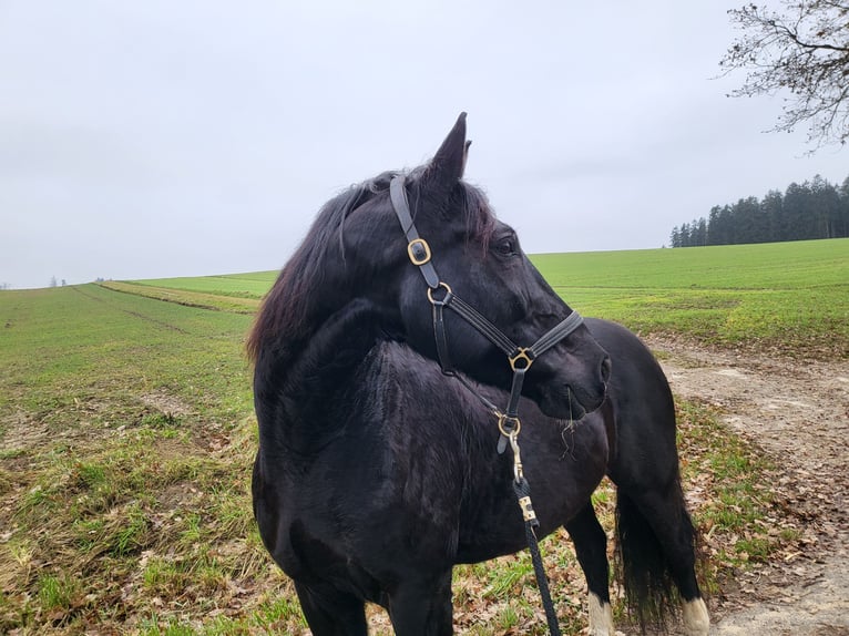 Silesiano Caballo castrado 14 años 165 cm Morcillo in Gablingen