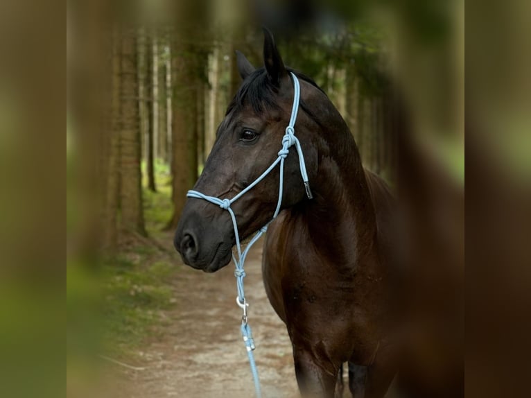 Silesiano Caballo castrado 14 años 165 cm Morcillo in Gablingen