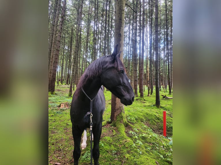 Silesiano Caballo castrado 14 años 165 cm Morcillo in Gablingen