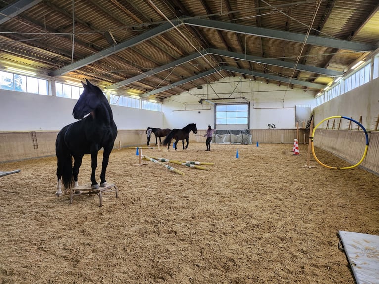 Silesiano Caballo castrado 14 años 165 cm Morcillo in Gablingen