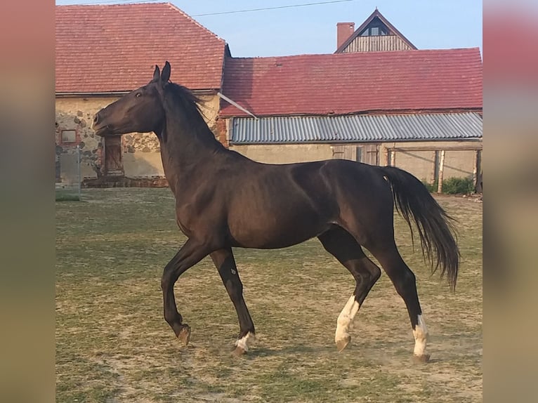 Silesiano Caballo castrado 2 años 167 cm Negro in Wyręba