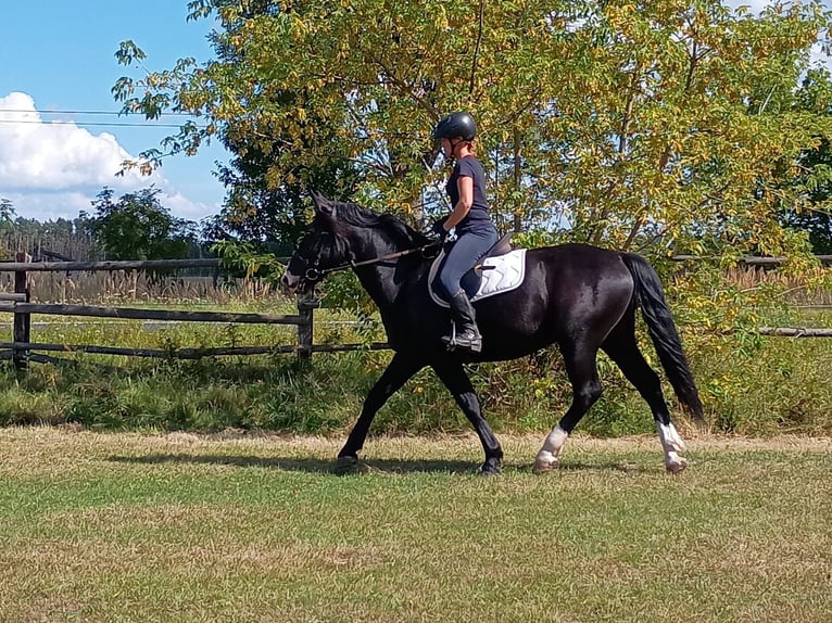 Silesiano Caballo castrado 3 años 160 cm Negro in Leszno Dolne