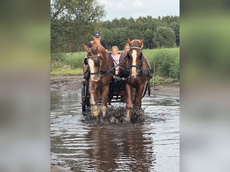 Silesiano Caballo castrado 3 años 166 cm Alazán in K&#x119;b&#x142;owo