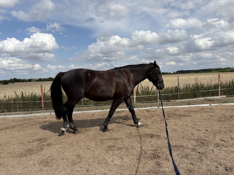 Silesiano Caballo castrado 3 años 168 cm Morcillo in Calbe/Saale