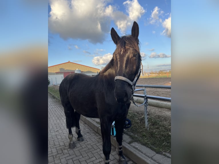 Silesiano Caballo castrado 3 años 168 cm Morcillo in Calbe/Saale