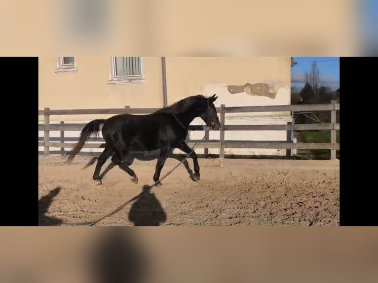 Silesiano Caballo castrado 3 años 168 cm Tordillo negro in Hannover