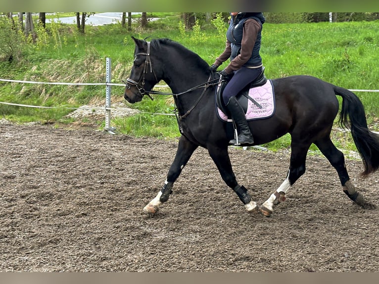 Silesiano Caballo castrado 3 años 169 cm Castaño oscuro in Ebermannsdorf