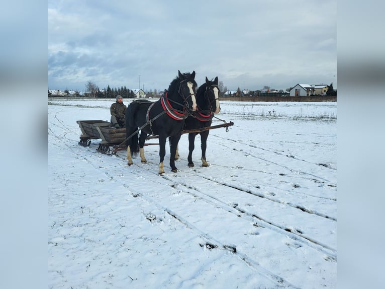 Silesiano Caballo castrado 4 años 163 cm Negro in Trzebownisko