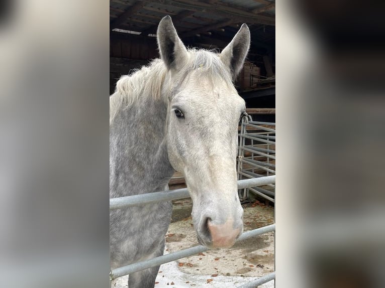 Silesiano Caballo castrado 4 años 163 cm Tordo in Eglisau