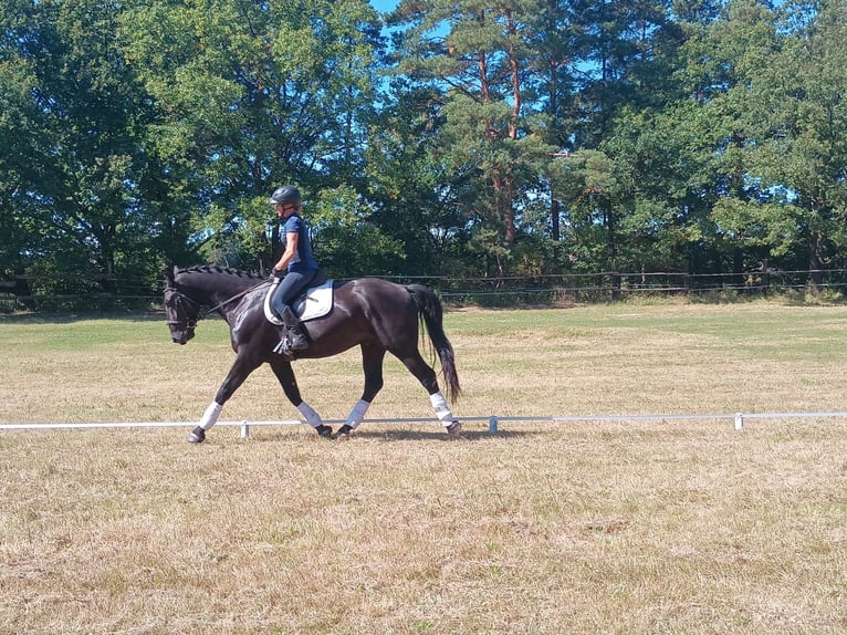 Silesiano Caballo castrado 4 años 166 cm Negro in Leszno Dolne