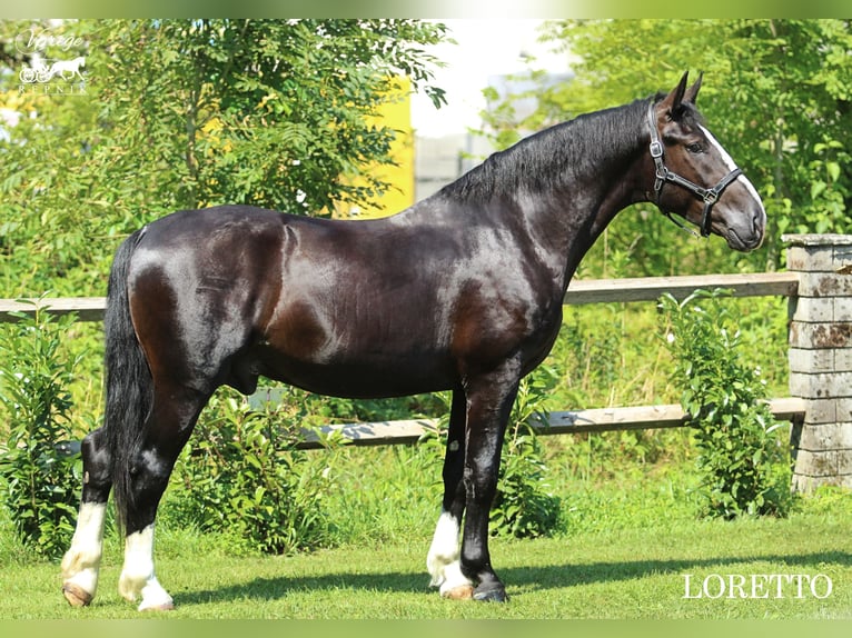 Silesiano Caballo castrado 4 años 166 cm Negro in KAMNIK