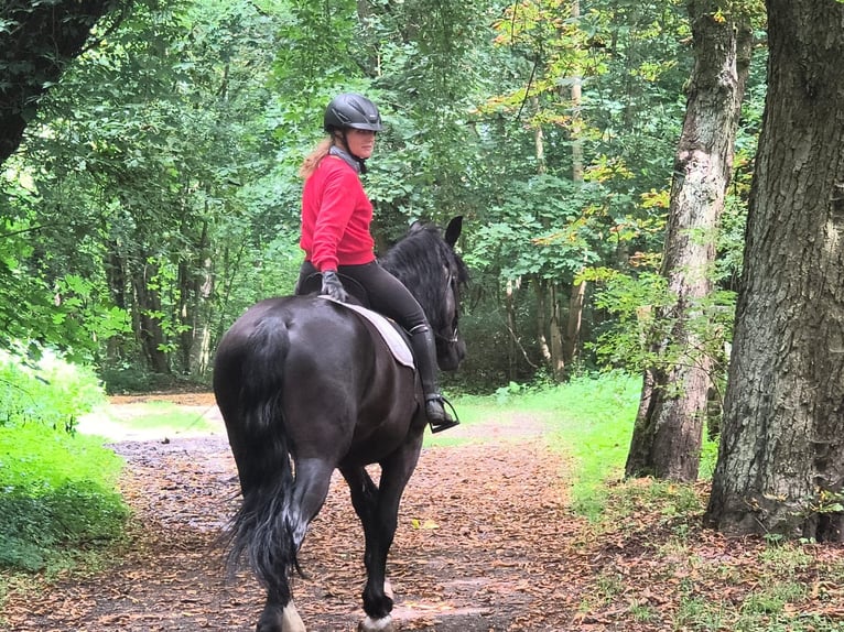 Silesiano Caballo castrado 4 años 166 cm Negro in Gorlitz