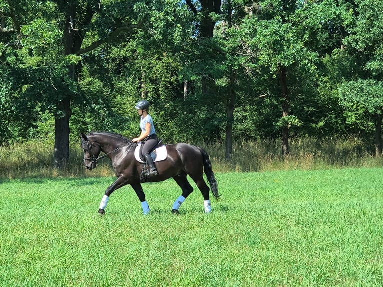 Silesiano Caballo castrado 4 años 166 cm Negro in Gorlitz