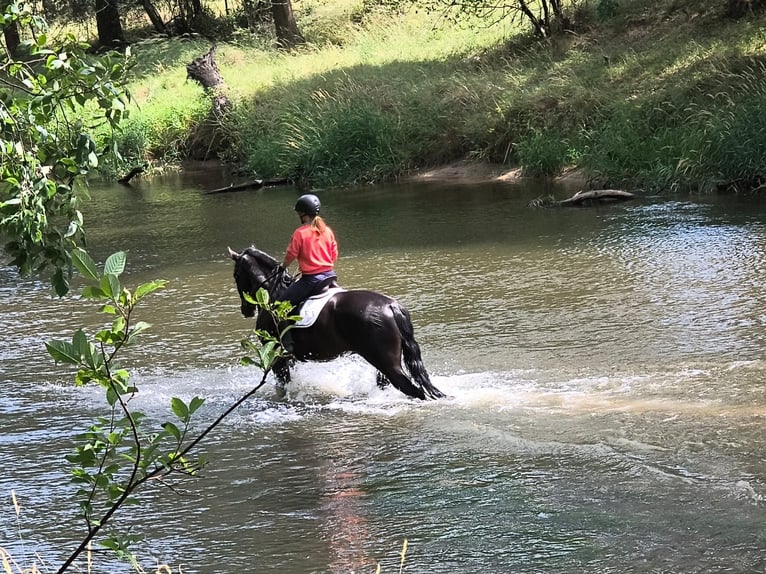 Silesiano Caballo castrado 4 años 166 cm Negro in Gorlitz