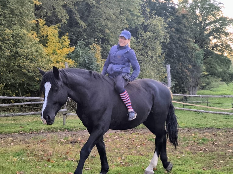 Silesiano Caballo castrado 4 años 166 cm Negro in Gorlitz