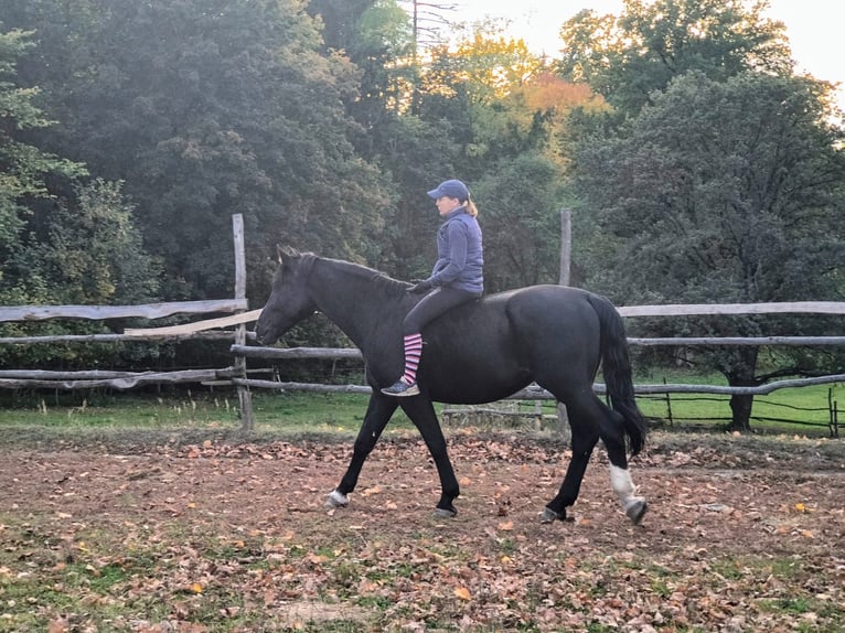 Silesiano Caballo castrado 4 años 166 cm Negro in Gorlitz